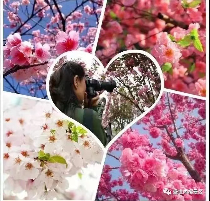 芝櫻3.jpg