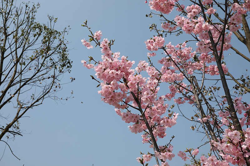 櫻花2.jpg