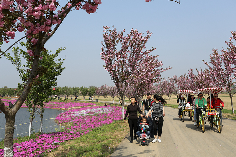 櫻花1.jpg