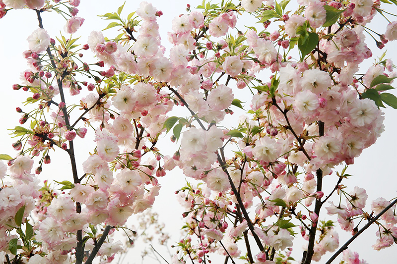花海